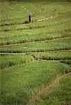 Travailleur en champ de riz Bali, Indonésie
