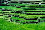 Huts on Terraced Rice Paddies Bali, Indonesia