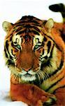 Portrait du tigre du Bengale en hiver