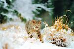 Bobcat in Winter