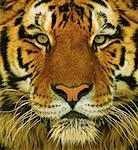Gros plan du tigre du Bengale