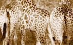 Close-Up of Giraffes Kruger National Park South Africa