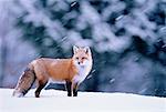 Red Fox in Winter Algonquin Provincial Park Ontario, Canada