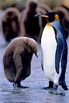 King Penguins Gold Harbour, Südgeorgien, Antarktis Inseln