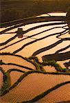 Overview of Hut and Terraced Rice Paddy Bali, Indonesia