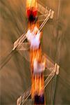 Overhead View of Blurred Rowers