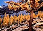 Lärche im Herbst, Opabin Plateau Yoho-Nationalpark, British Columbia, Kanada