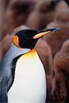 King Penguin Gold Harbour, South Georgia Island, Antarctic Islands