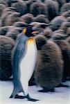 King Penguins Gold Harbour, South Georgia Island, Antarctic Islands