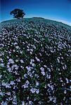 Flax Field in Bloom Minnedosa, Manitoba, Canada