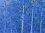 Aspens with Snow in Autumn