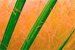 Close-Up of Fresh Cattail Reeds With Dew Alberta, Canada