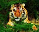 Portrait du tigre du Bengale