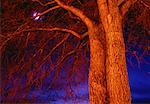 Full Moon and Poplar Tree at Night, Legislature Grounds Edmonton, Alberta, Canada