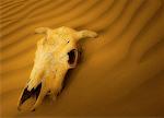 Cow Skull in Sand