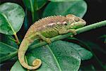 Malagasy Spiny Chameleon on Stem