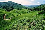 Sungai Palas Tea Estate Cameron Highlands, Malaisie