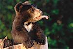 Black Bear Cub coller Out Tongue (Alberta), Canada