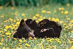 Black Bear Cub Lying in Field Alberta, Canada