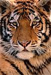 Portrait of Siberian Tiger