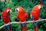 Green-Winged Macaw with Scarlet Macaws Perched on Branch