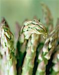 Close-Up of Asparagus