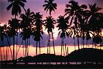 Silhouette of Palm Trees at Dusk West Coast at Pantai Cenang Langkawi Island, Malaysia