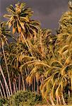 Palm Trees Along Pantai Cenang Langkawi Island, Malaysia