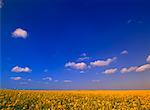 Canola Field Crossfield, Alberta, Canada