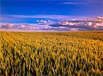 Barley Field Airdrie, Alberta, Canada