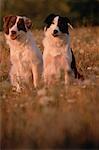 Portrait of Two Border Collies Sitting in Field