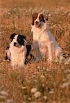 Portrait of Two Border Collies In Field