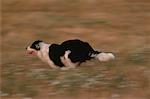 Blurred View of Border Collie Running through Field