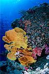 Vue sous-marine des récifs coralliens République de Palau, Micronésie