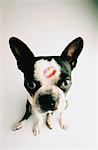 Portrait of Dog with Lipstick Kiss on Head