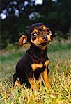 Portrait of Chihuahua Puppy Sitting in Field