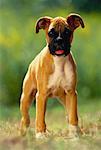 Portrait of Boxer Puppy