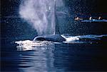 Taureau d'orque, droites de Johnstone, Colombie-Britannique Canada