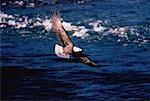 Bald Eagle in Flight Squamish River, British Columbia Canada