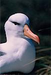 Black-Browed Albatross West Point Island Falkland Islands