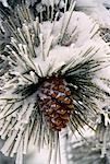 Close-Up of Pine Cone Covered in Snow