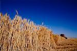 Combiner la récolte de blé