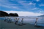 King Penguins Royal Bay South Georgia, Antarctica