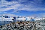 Jugulaire Penquins Orne Island, Antarctica