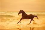 Pferd läuft am Strand bei Sonnenuntergang
