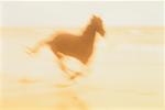 Blurred View of Horse Running on Beach