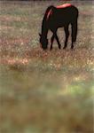 Horse Grazing in Field