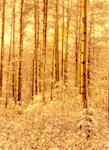 Fresh Snowfall on Trees Near Hinton, Alberta, Canada