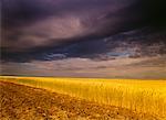 Champ d'orge au crépuscule près de Leader, Saskatchewan, Canada