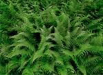 Close-Up of Ferns